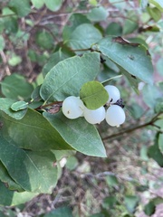 Symphoricarpos albus