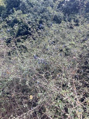 Prunus spinosa