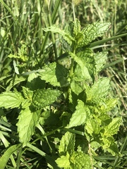 Mentha