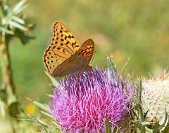 Argynnis pandora