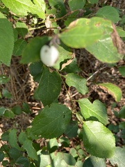 Symphoricarpos albus