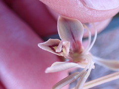 Gladiolus orchidiflorus