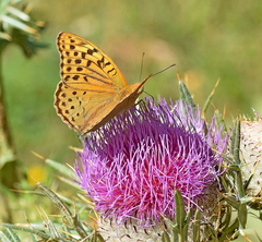 Argynnis pandora