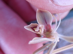 Gladiolus orchidiflorus