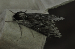 Sphinx poecila