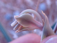 Gladiolus orchidiflorus