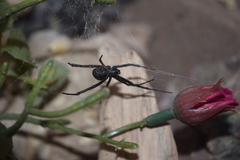 Latrodectus dahli