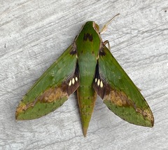Xylophanes chiron