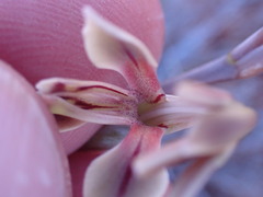 Gladiolus orchidiflorus