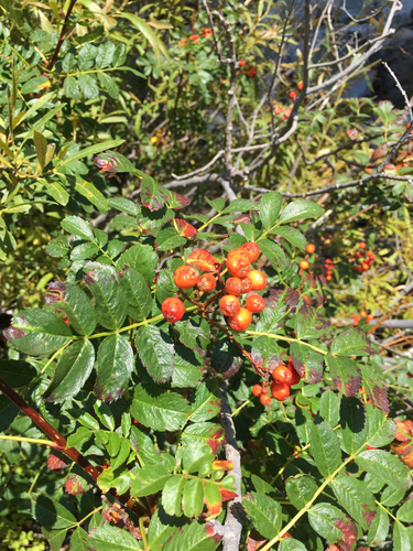 California mountain ash (Sorbus californica)