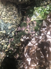 Chamberlainium tumidum