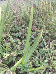Iris pseudacorus
