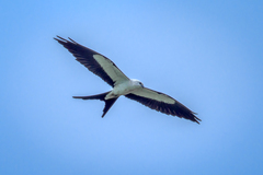 Elanoides forficatus