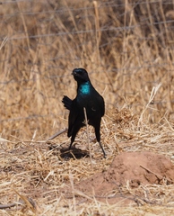 Lamprotornis australis
