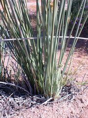 Cyperus marginatus