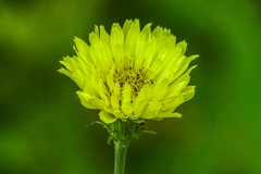Pyrrhopappus carolinianus