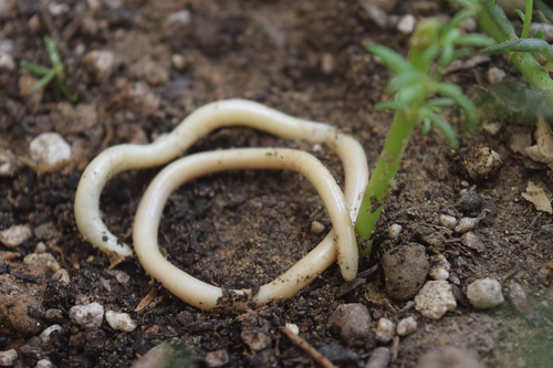 Eurasian Blind Snake, PG2C+VC4 District 10, Shiraz, Fars Province, Iran, photo 7 of 10