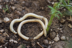 Xerotyphlops vermicularis