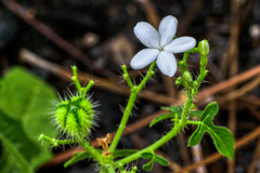 Cnidoscolus stimulosus