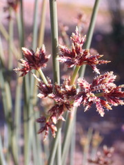 Cyperus marginatus