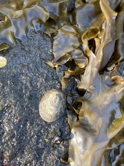 Testudinalia testudinalis