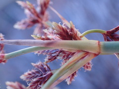Cyperus marginatus