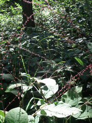 Persicaria filiformis