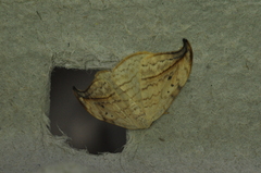 Drepana arcuata