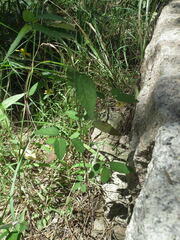 Corchoropsis crenata