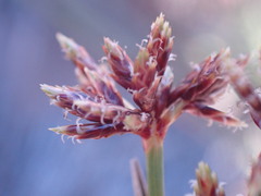 Cyperus marginatus
