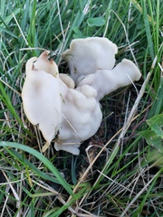 Helvella crispa