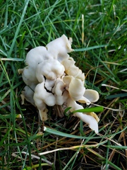 Helvella crispa