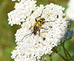 Rutpela maculata