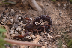 Androctonus crassicauda