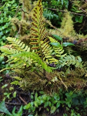 Polypodiaceae