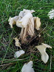 Helvella crispa