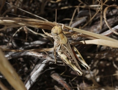 Melanoplus devastator