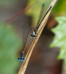 Nehalennia pallidula