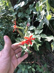 Silene regia