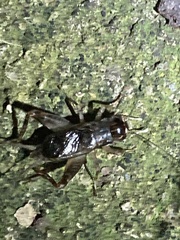 Gryllidea