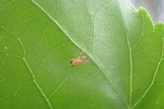 Chyromyidae