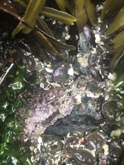 Chamberlainium tumidum