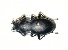 Carabus hungaricus