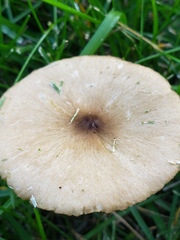 Melanoleuca