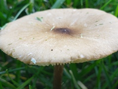 Melanoleuca