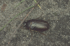 Phyllophaga