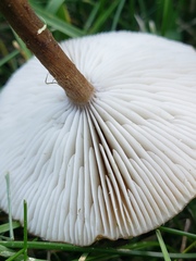 Melanoleuca