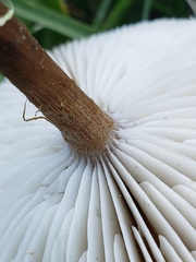 Melanoleuca
