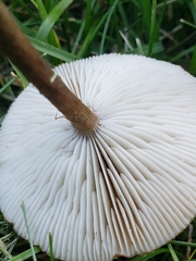 Melanoleuca