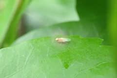 Chyromyidae